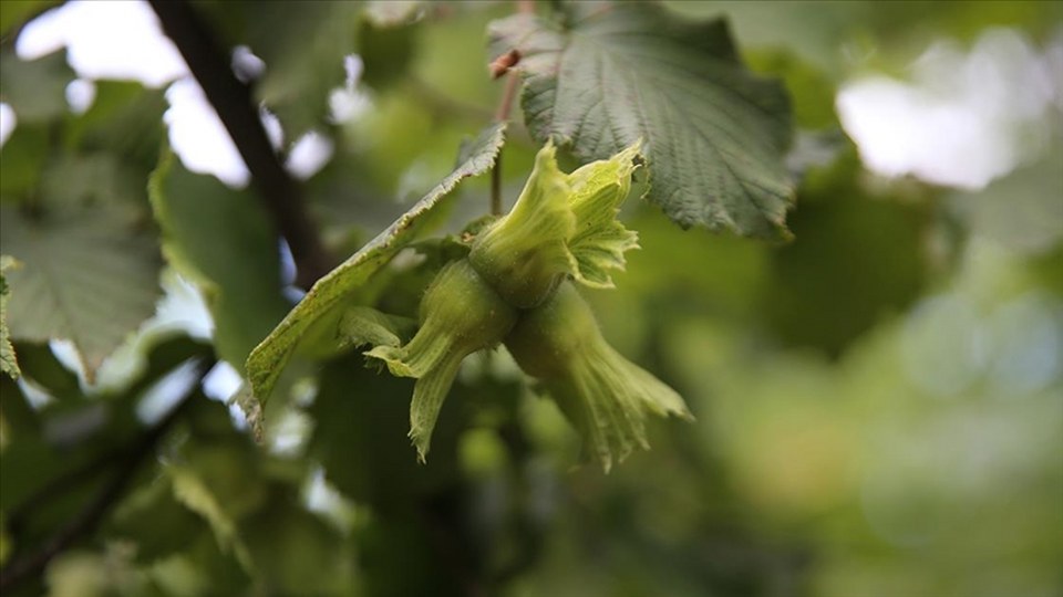 Ordu’da tahmini fındık rekoltesi tespit çalışmalarına başlandı