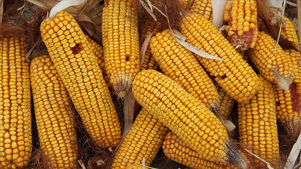 Mısır ithalatında 500 bin tonluk tarife kontenjanı açıldı