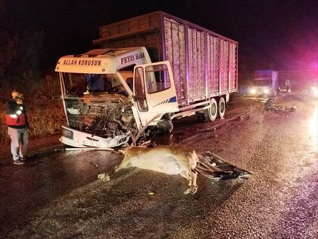 Bolu’da yola çıkan geyiğin neden olduğu kazada 1 kişi öldü, 1 kişi yaralandı