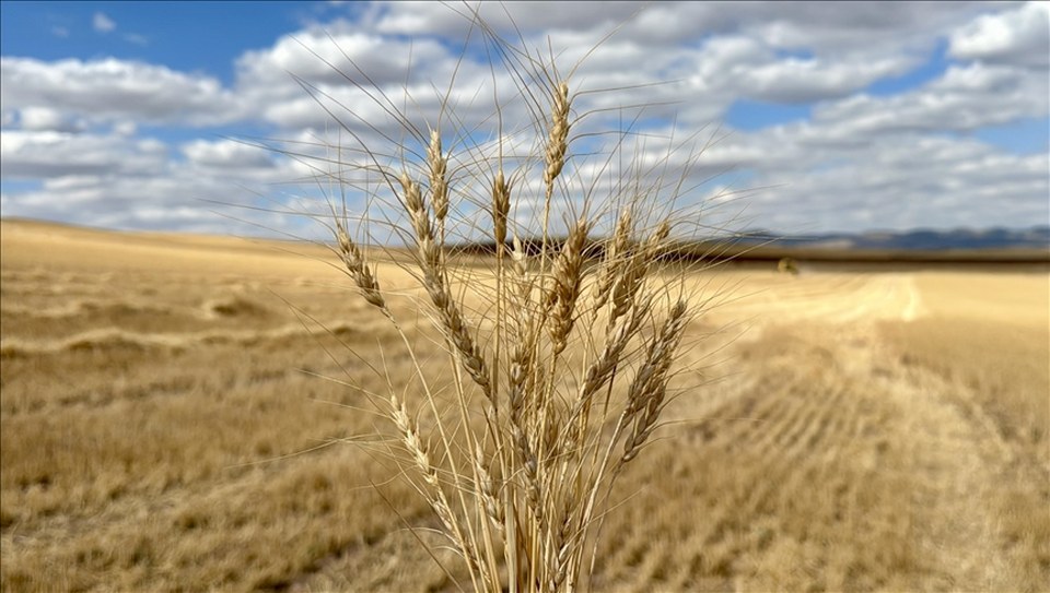 Doğru tohum tercihi kuraklıkta verim kaybını azaltıyor