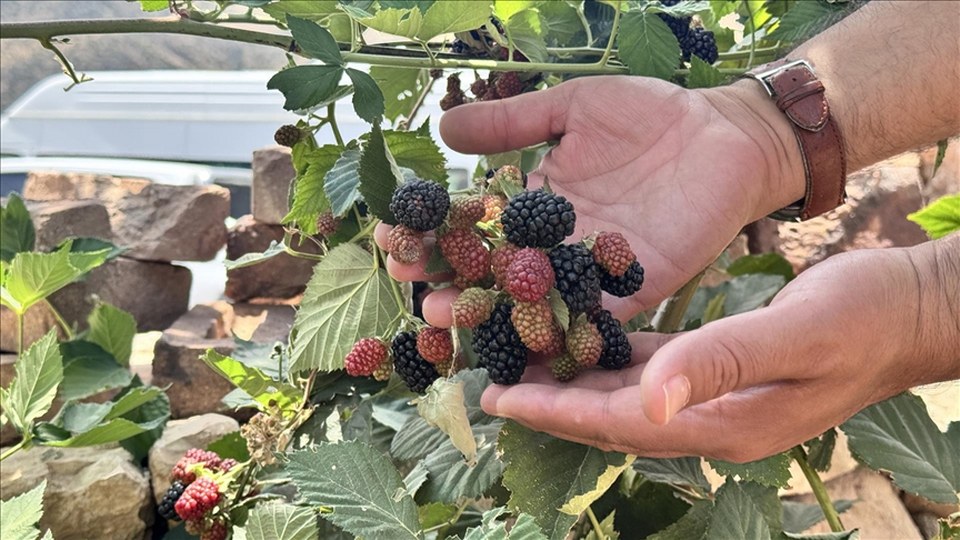 Siirt’te yüksek rakımda deneme üretimi yapılan böğürtlen olumlu sonuç verdi