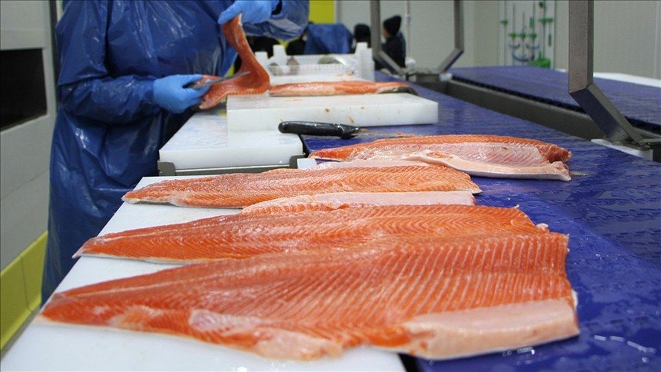 Türk somonu ihracatı yılın ilk yarısında 217,1 milyon dolar kazandırdı