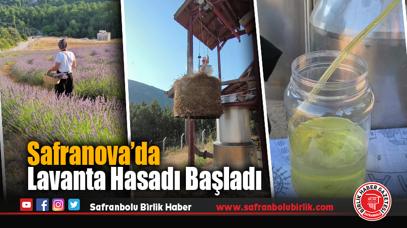 Safranova’da Lavanta Hasadı Başladı