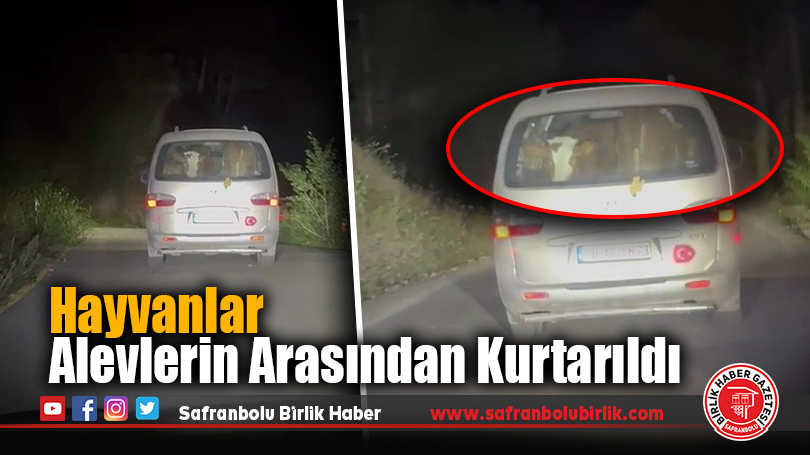 Hayvanlar Alevlerin Arasından Kurtarıldı