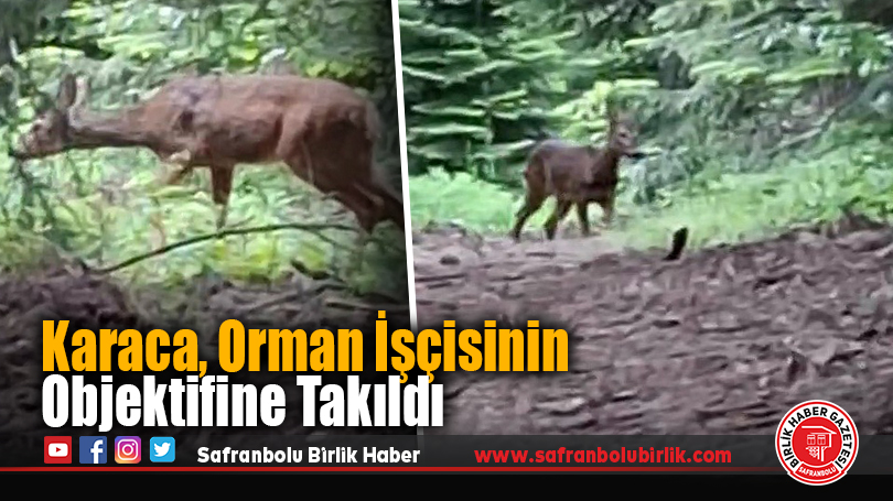 Karaca, Orman İşçisinin Objektifine Takıldı