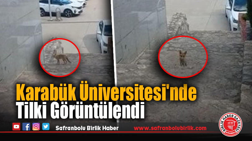 Karabük Üniversitesi’nde Tilki Görüntülendi