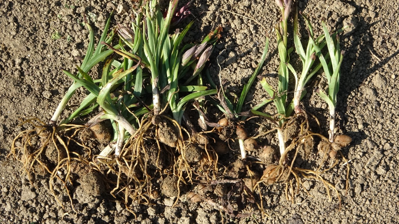 Kastamonu’da 30 dekarda yetiştirilen salebin hasadı sürüyor