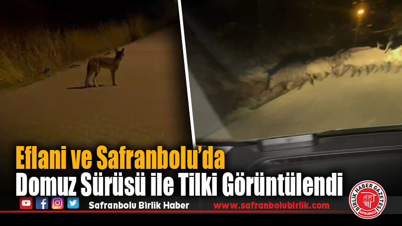 Eflani ve Safranbolu’da Domuz Sürüsü ile Tilki Görüntülendi