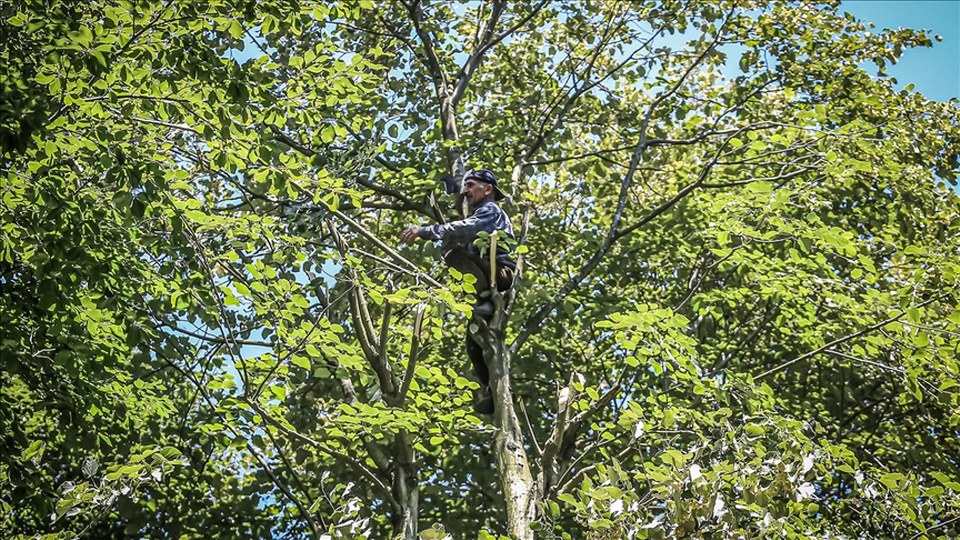 Bursa’daki ıhlamur ormanlarının verimi yüz güldürdü