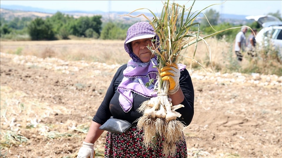 Coğrafi işaretli Taşköprü sarımsağının hasadı kavurucu sıcakta yapılıyor