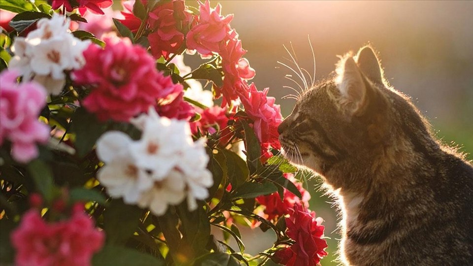 Bilim insanlarına göre, hayvanlar bitkilerin çıkardığı gizli seslere tepki veriyor