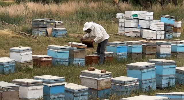 Cilo Dağı eteklerinde bal üretimi