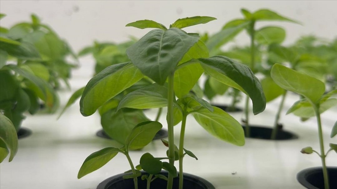 İstanbullu çiftçinin biber fidesi Kapalı Dikey Tarım Uygulama Merkezi’ndeki yerli üretimden geliyor