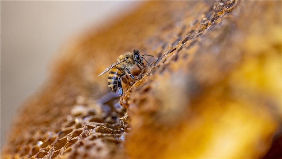 Türk balı yılın ilk yarısında 41 ülkede sofralarda yer buldu
