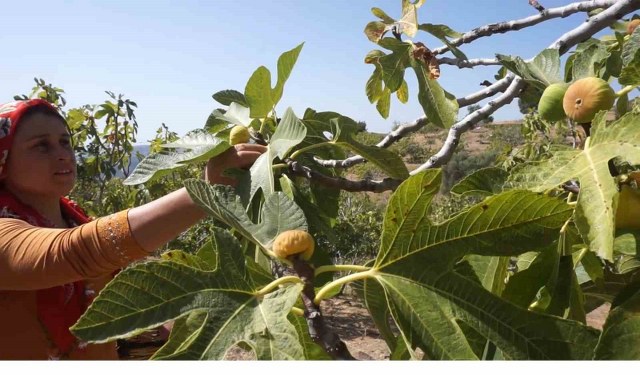 Tire’de incir hasatında işçi maaşı 90 bin TL oldu