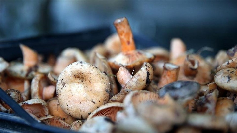 Dikkatsiz Tüketim Hayati Risk Taşıyor: Mantar Zehirlenmeleri Yüzde 83 Arttı