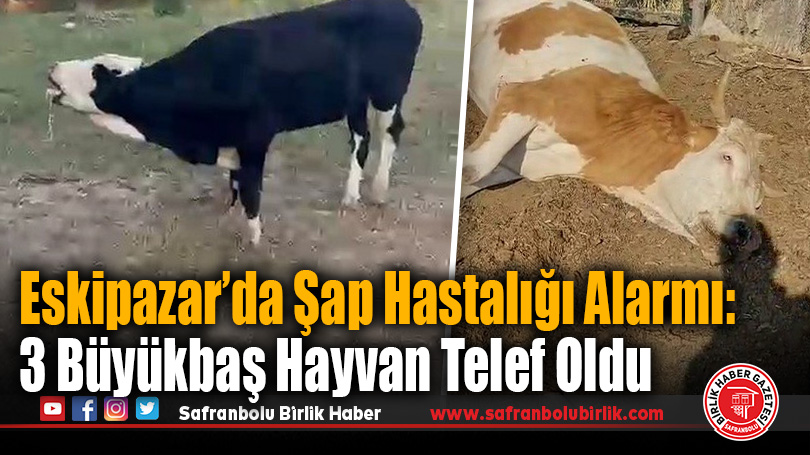 Eskipazar’da Şap Hastalığı Alarmı: 3 Büyükbaş Hayvan Telef Oldu