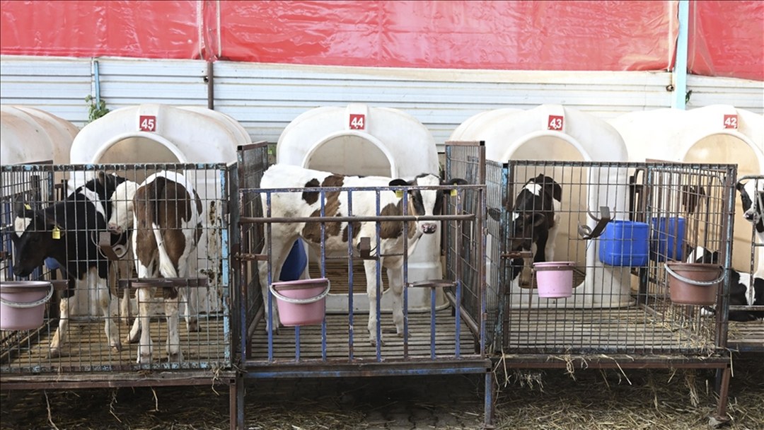 İzmir Ödemiş’te yangın bölgesinden tahliye edilen hayvanlara özel bakım