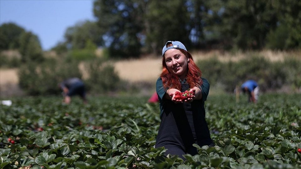 Beyaz yaka yerine tarımı seçti, yöresinin en genç organik çilek üreticisi oldu