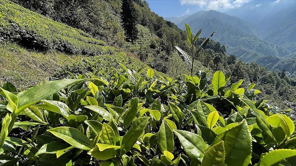 ÇAYKUR’un ikinci sürgün yaş çay alımı 91 bin tona ulaştı