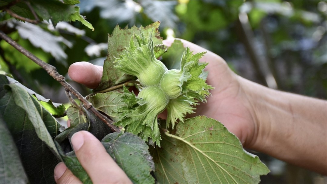 Orta ve Doğu Karadenizli fındık üreticileri hasada hazırlanıyor