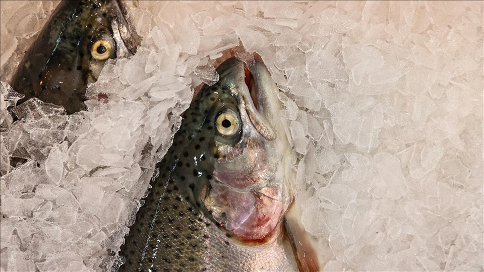 Doğu Karadeniz’den 81,5 milyon doları aşan Türk somonu ihracatı