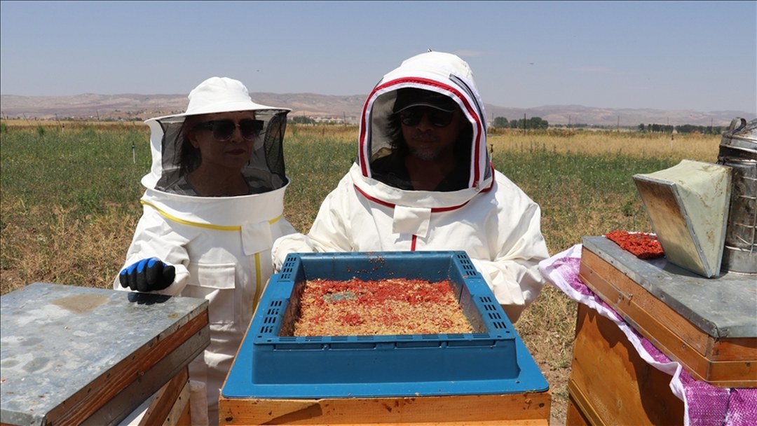 Arıcı kardeşler, gojiberry sayesinde arı sayısı ile verimi artırdı