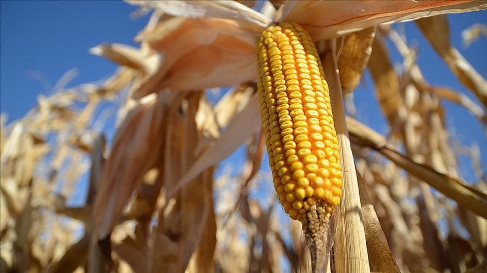 Yem sanayicisi bu yıl 7 milyon ton mısır üretimi bekliyor