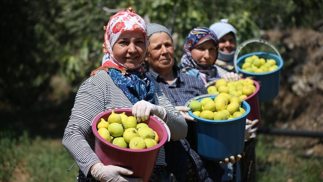 AB tescilli Aydın incirinde bunaltıcı sıcakta hasat mesaisi