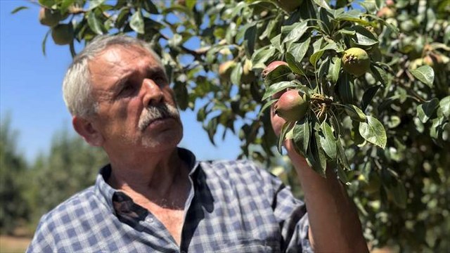 Zonguldaklı emekli madenci Deveci armudu üreticisi oldu