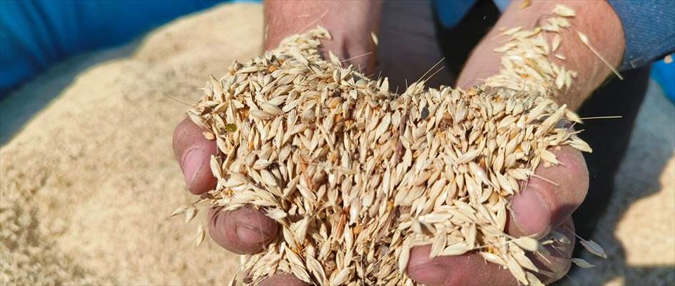 Kastamonu’da “Hitit buğdayı” siyezin hasadı başladı