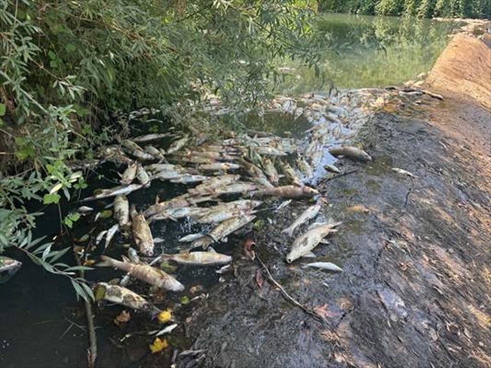Bartın’da toplu balık ölümlerine ilişkin inceleme başlatıldı