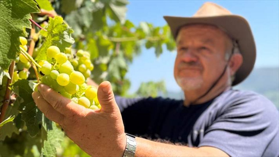 Emekli makine mühendisi hayalini gerçekleştirdiği bahçesinde 8 çeşit üzüm yetiştiriyor