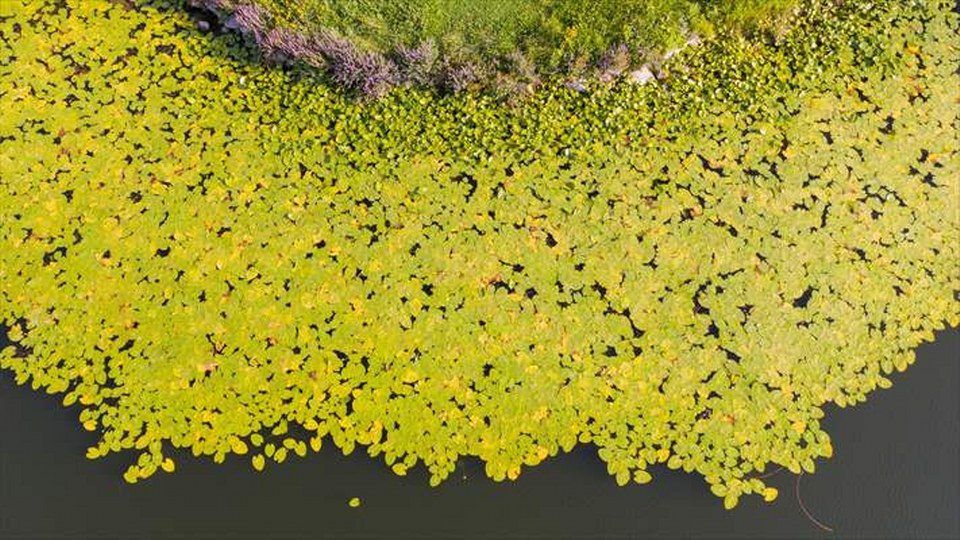 Gölcük ve Abant’ta çiçekler doğaya renk katıyor