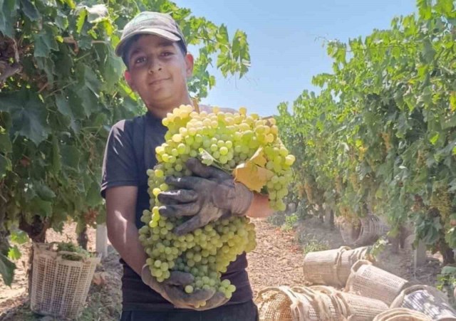 Manisa’da 7 kilo 250 gramlık üzüm salkımı