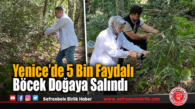 Yenice’de 5 Bin Faydalı Böcek Doğaya Salındı