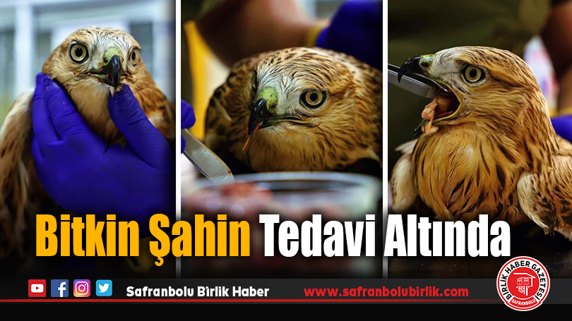 Bitkin Şahin Tedavi Altında