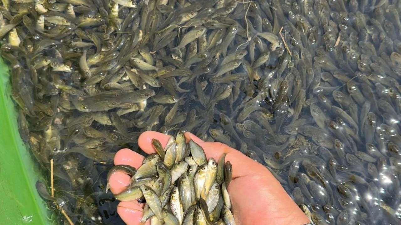 Bolu’da üretilen sazan yavruları Ankara ve Kırıkkale’de salındı