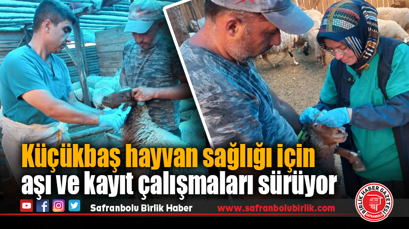 Küçükbaş hayvan sağlığı için aşı ve kayıt çalışmaları sürüyor