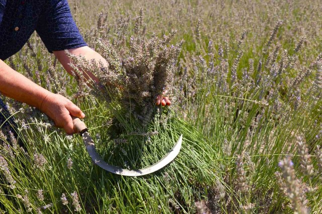Eskişehir’de ilginç lavanta hasadı