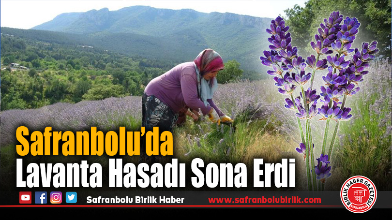 Safranbolu’da Lavanta Hasadı Tamamlandı