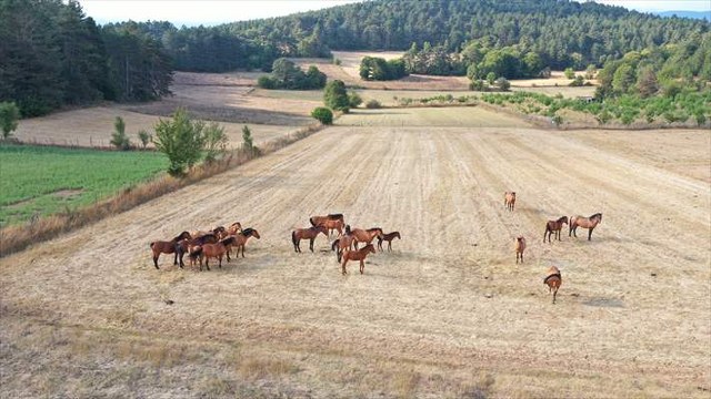 Bolu Dağı’ndaki yılkı atları taylarıyla görüntülendi