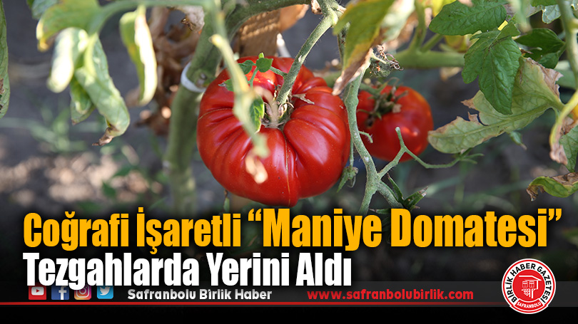 Safranbolu’da Coğrafi İşaretli Maniye Domatesinde Hasat Başladı