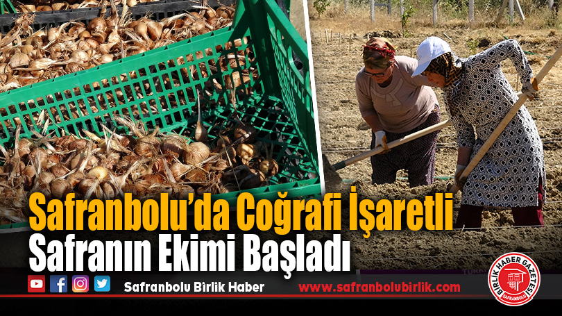 Safranbolu’da Coğrafi İşaretli Safranın Ekimi Başladı