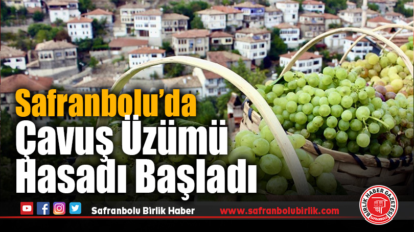 Safranbolu’da Çavuş Üzümü Hasadı Başladı