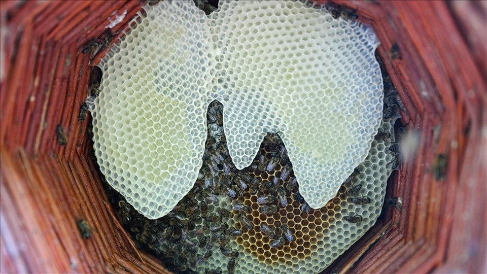 Karakovan bal üreticileri hasada yüksek verimle başladı