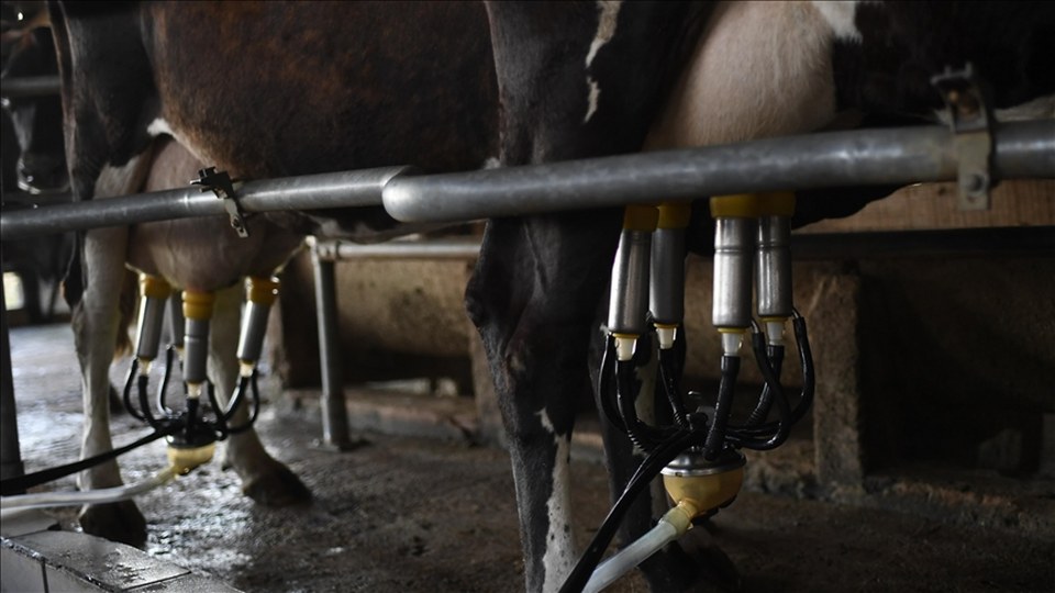 Toplanan inek sütü miktarı haziranda 934 bin 745 ton oldu