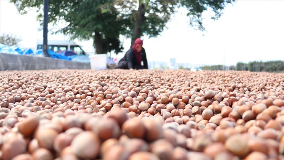 Karadeniz Sahil Yolu’ndaki kaldırımlarda fındık kurutma mesaisi başladı