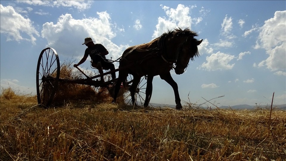 Kars’ta çiftçiler tarlalarındaki son buğdayları hasat ediyor