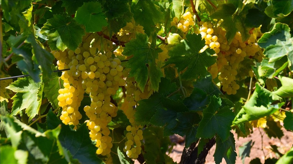 Manisa’da Sultani çekirdeksiz üzümde hasat ve kurutma mesaisi başladı